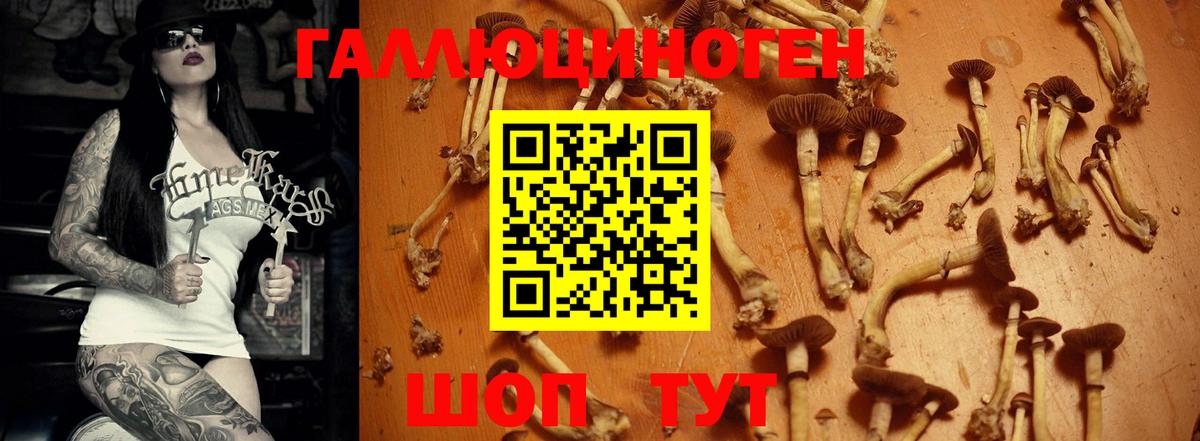 Таганрог  Псилоцибиновые грибы Psilocybe  Вход с VPN 